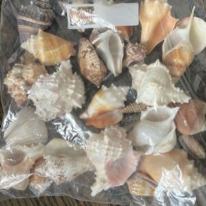 EUC 1.6 lbs Large Seashells - Mixed